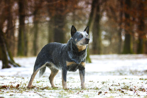 En vacker australian cattle dog, som står högt med öronen spetsade.