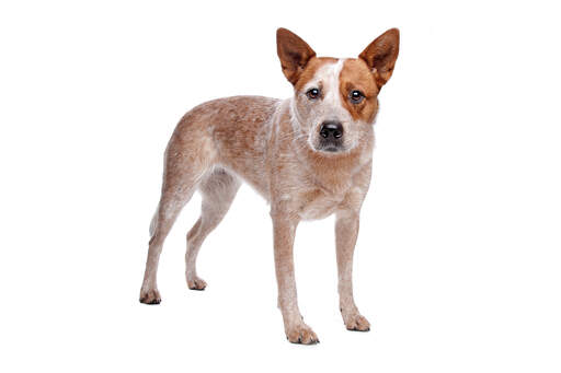 En ung, brun och vit australian cattle dog