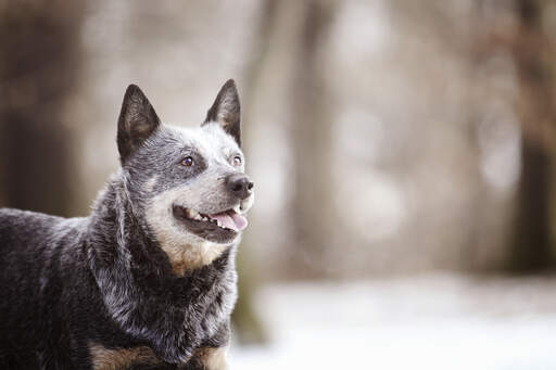 En vuxen australian cattle dog med en härlig, tjock, trådig päls.