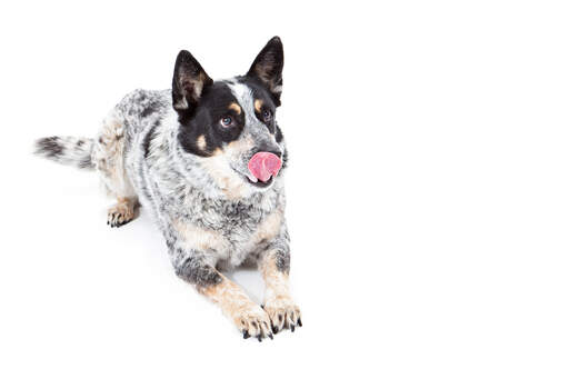 En australian cattle dog med en härlig fläckig päls. 