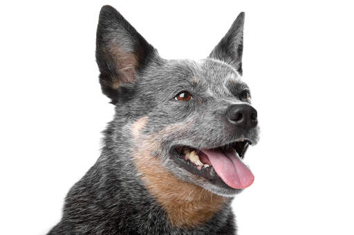 De karakteristiska spetsiga öronen hos den australian cattle dog