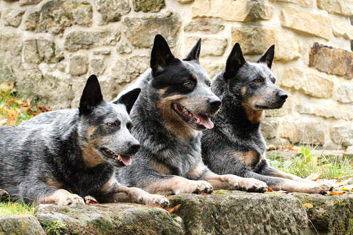 Tre australian cattle dogs ligger prydligt bredvid varandra