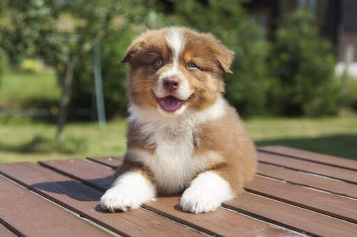 En vacker australian shepherd valp med bländande öGon