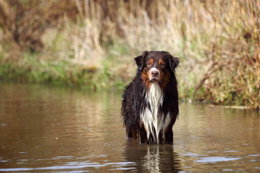 En vacker australian shepherd som inte är redo för Go hone