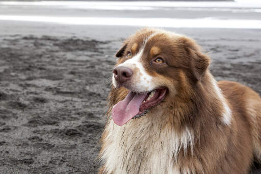 En stilig australian shepherd som väntar på att få spela en lek