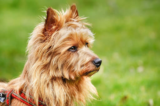 En härlig liten australian terrier med uppmärksamma spetsiga öron