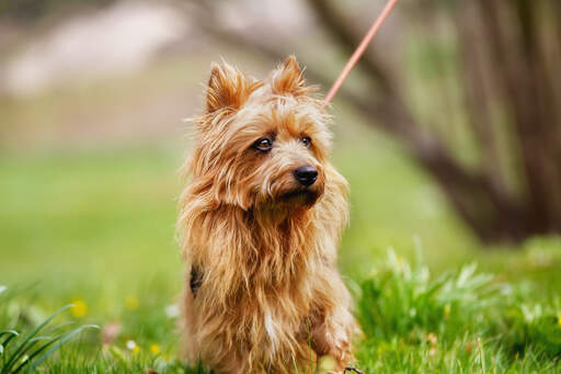 En vacker australian terrier med GorGeooss mörka öGon