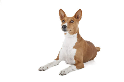 En vacker ung brun och vit basenji som ligger ner