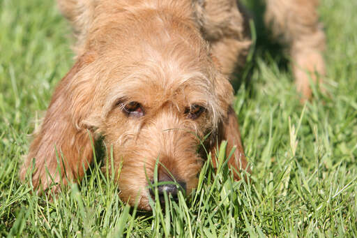 En basset fauve de bretagne med vacker trådig päls