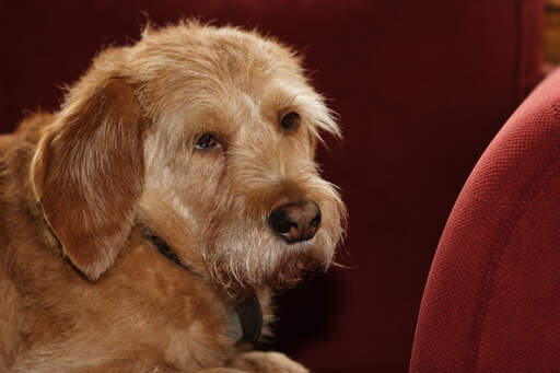 En GorGeous basset fauve de bretagne med en söt liten näsa