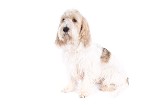 En vacker basset griffon vendeen grand sitter ner