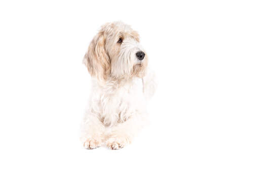 En fluffig basset griffon vendeen grand korsar sina tassar