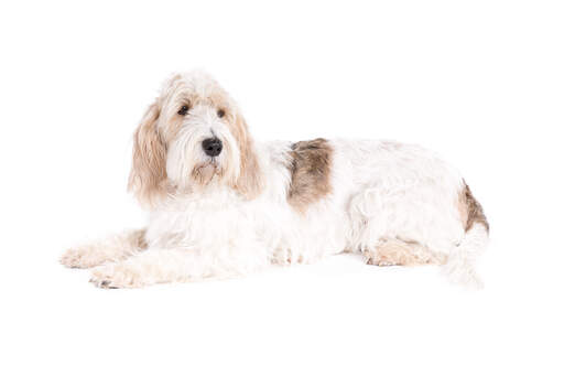 En vacker basset griffon vendeen grand som ligger ner