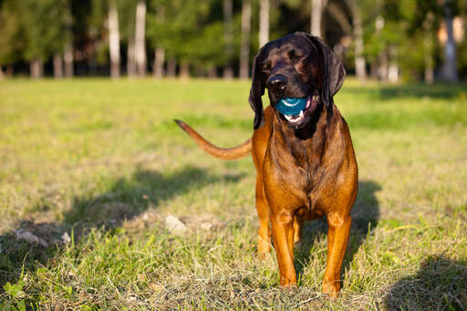 En glad bayersk bergshund som leker med en boll