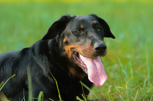 En närbild av beaucerons vackra, tjocka päls och spetsiga öron