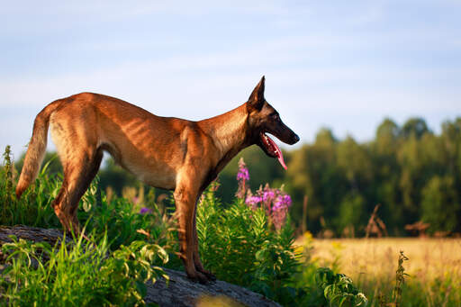 En belgisk malinois som visar upp sin underbara fysik