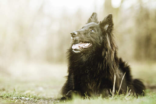 En vacker belgisk herdehund (groenendael) som ligger ner under en promenad