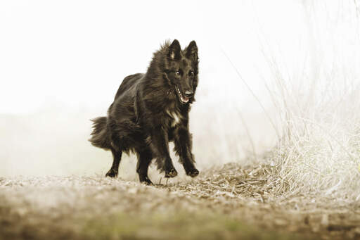 En glad belgisk herdehund (groenendael) som studsar på landsbygden