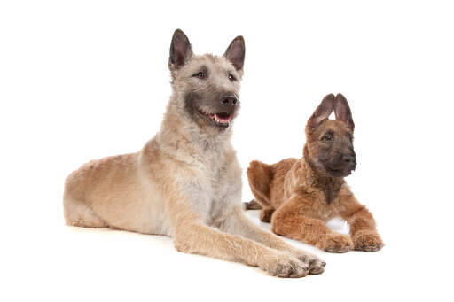 En ung och en vuxen belgisk herdehund (laekenois) som ligger bredvid varandra