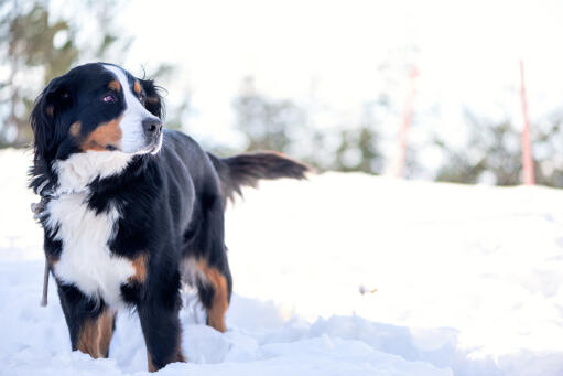 En vuxen bernese bergshund som njuter av lite motion i naturen. Snow