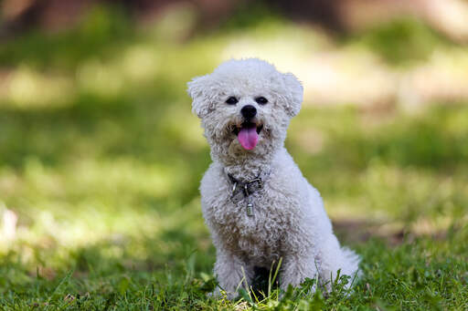 En vacker, liten bichon frise som sitter snyggt och väntar på ett kommando