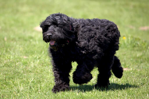 En svart russian terriers vackra, långa kropp och jättelika tassar