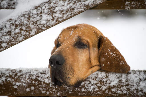 En blodhund som vilar sitt huvud på en grind i Snow