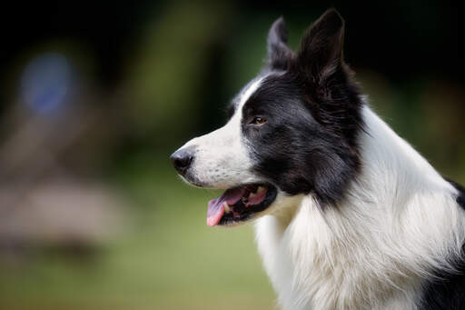 En närbild av en svartvit border collies vackra långa näsa och uppmärksamma öron.