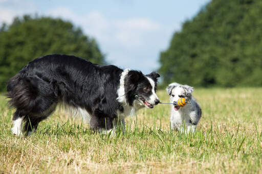 En vuxen border collie som lär en valp att leka