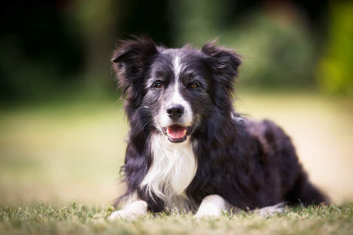 En intelligent border collie som ligger snyggt och väntar på några kommandon