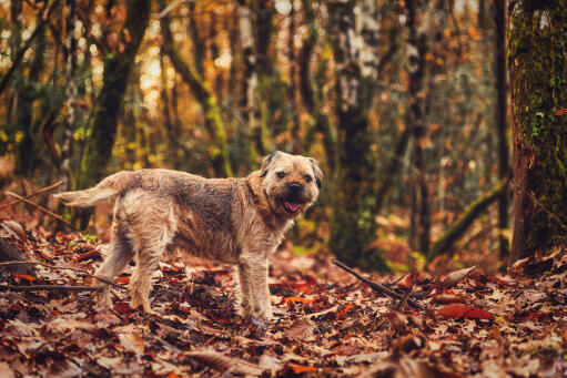 En borderterrier bland löven, med en vacker tjock, trådig päls.