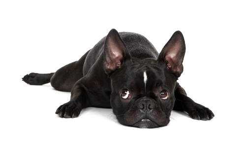 En svart, manlig boston terrier-valp med uppmärksammade öron En svart, manlig boston terrier-valp med uppmärksammade öron