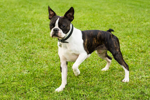 En härlig, liten hane boston terrier, redo att leka