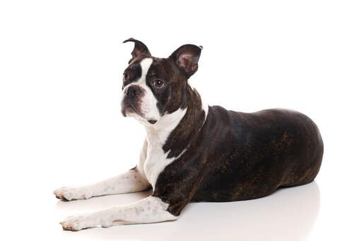 En mogen vuxen boston terrier med en härligt stark fysik