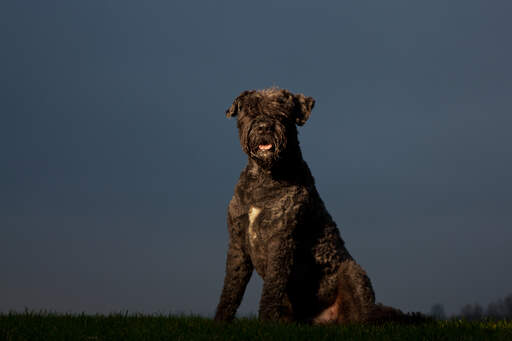 En stilig bouvier des flandres sitter ner på en promenad