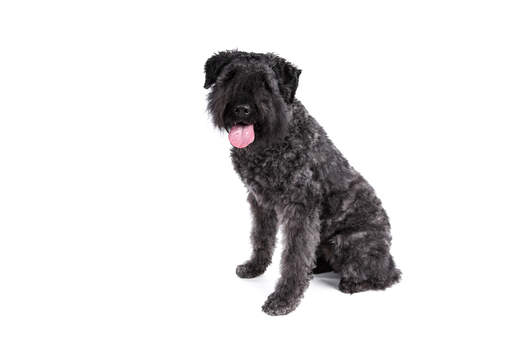 En vacker bouvier des flandres som sitter ner