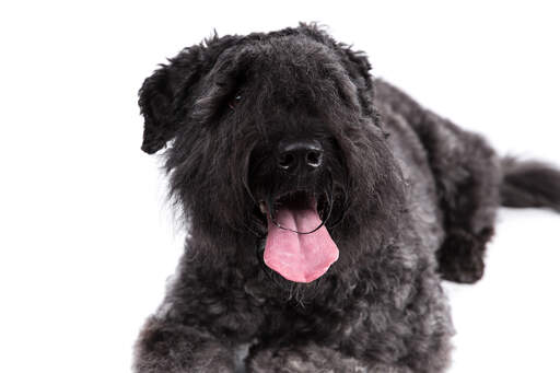 Det stiliga ansiktet på en liggande bouvier des flandres