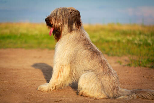 Fransk briard hotsell