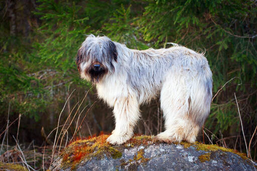 En briard som står på en sten och visar upp sin underbara långa frans.