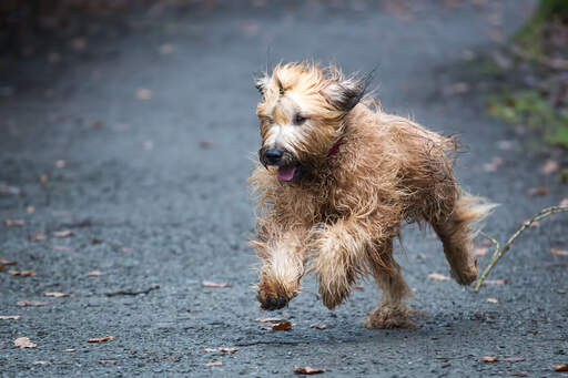 En vuxen briard som springer i full fart.