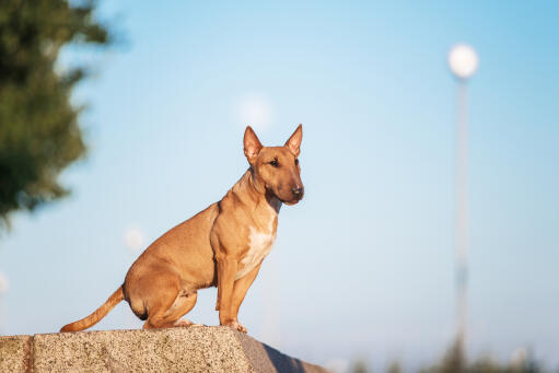 En vacker brun bullterrier som visar upp sin korta, tjocka päls och sina spetsiga öron.