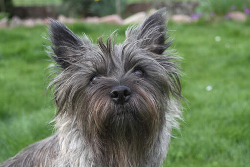 En närbild av cairnterrierns underbara spetsiga öron och långa, trådiga päls.