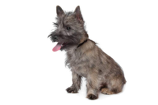 En ung cairnterriervalp med kort och tjock päls