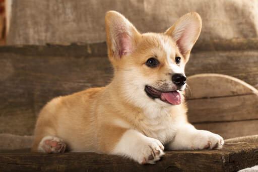 En vacker, liten cardigan welsh corgi-valp med en mjuk, tjock päls