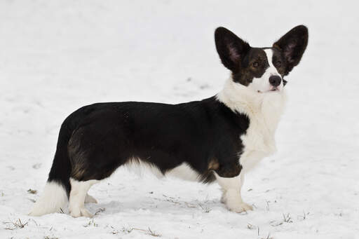 En svartvit cardigan welsh corgi som visar upp sin vackra, långa kropp.