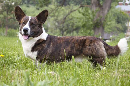 En frisk, brun och vit cardigan welsh corgi som står högt i gräset