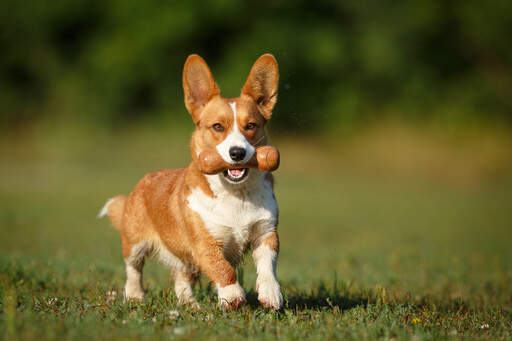 En underbar brun och vit cardigan welsh corgi som leker utomhus