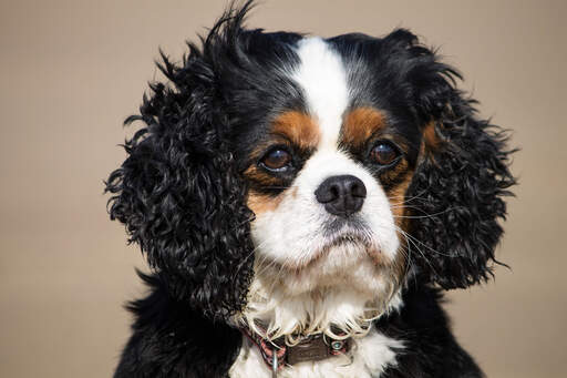 En cavalier king charles spaniel's vackra, buskiga öron