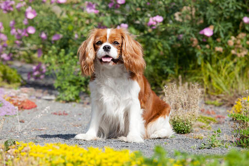 En frisk, liten cavalier king charles spaniel med traditionell päls