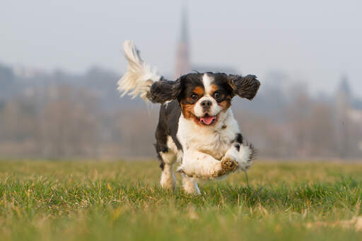 En härlig liten cavalier king charles spaniel som njuter av lite motion